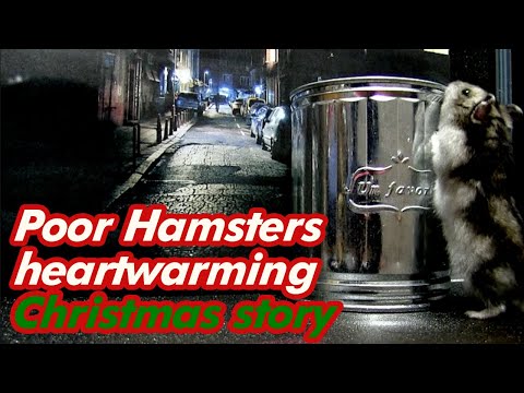 (dramatic hamster original videos)Poor hamsters heartwarming story