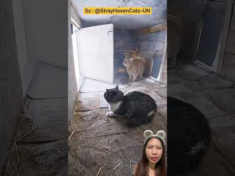 STRONG WINDS‼️ Dogs and Cats Need New Homes😱🥰StrayHavenCats-UN #funny #viral