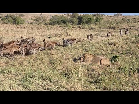 male lion attack hyenas clan don’t like to stealing his food by hyenas video 