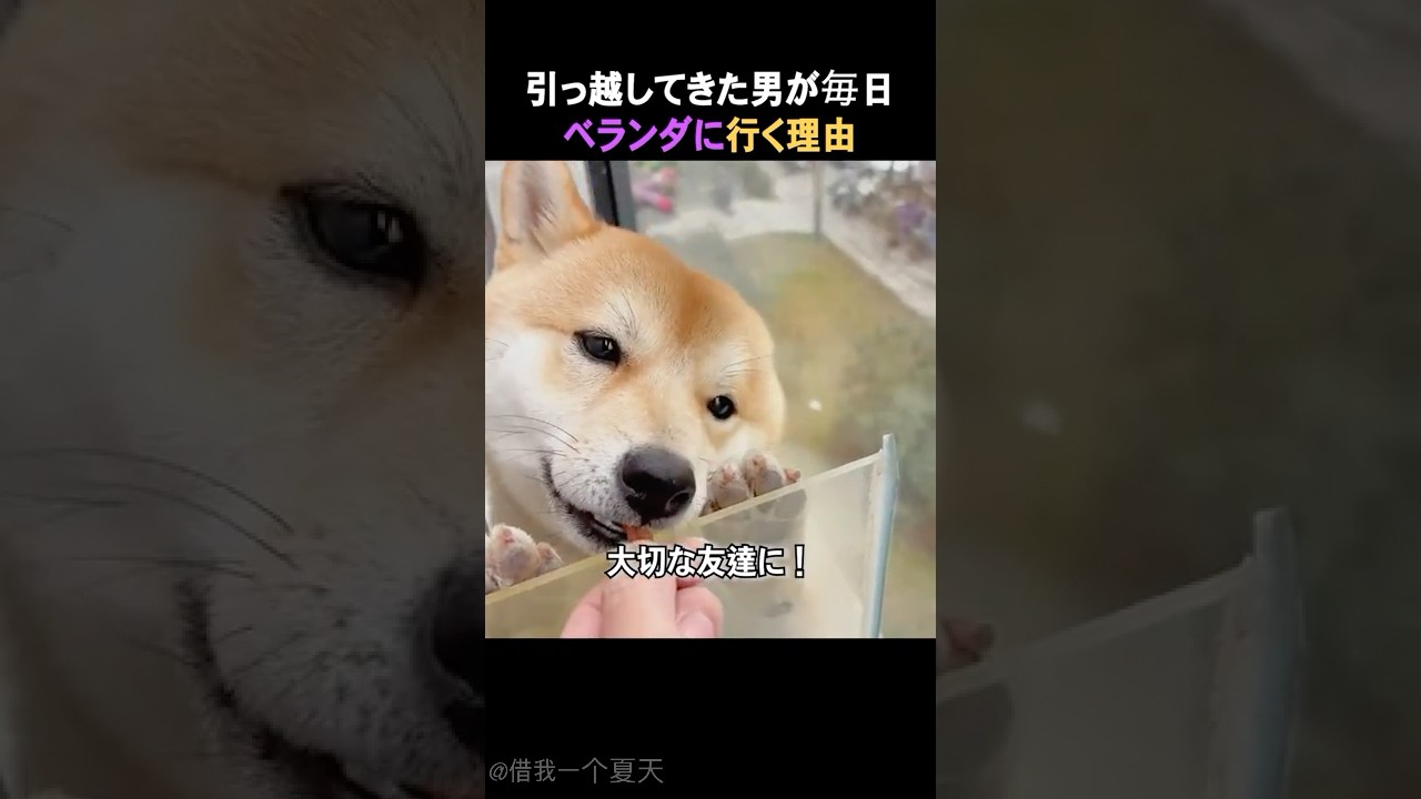 ベランダには奴がいる