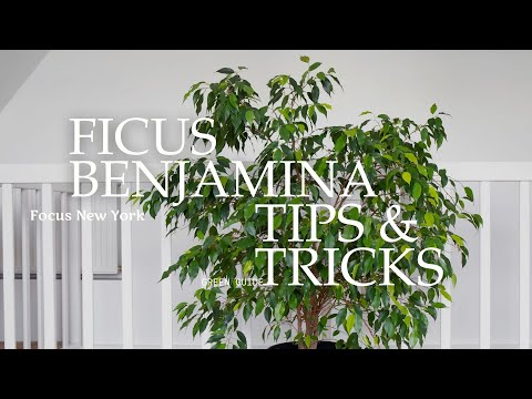 Ficus benjamina (Weeping Fig) Indoor Care