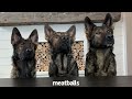 3 German Shepherds Try Different Foods