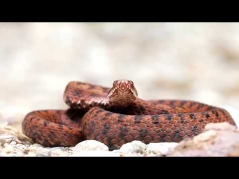 Viper II - Retezat 2013