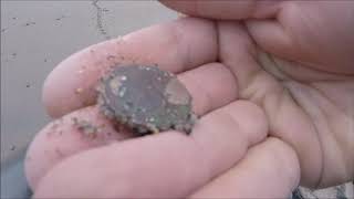 Beach Metal Detecting Friday