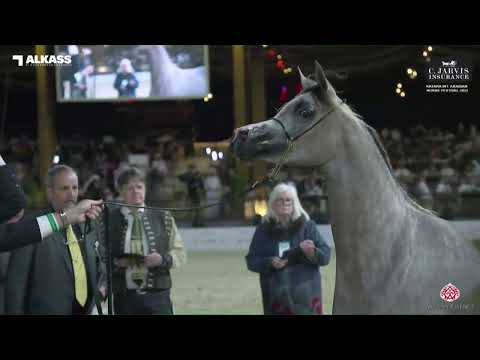N 51 D NAJLAH   Katara Int  Arabian Horse Festival 2023   Fillies 2 Years Old Class 2B