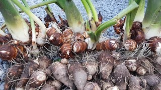 토란농사,날씨가 추워져 3일전에 수확한 토란 3포기, 토란달린 모습을 보여드립니다. 가장 가꾸기 쉬운 작물 …