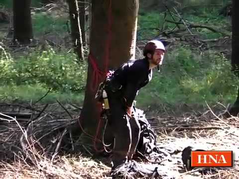 Kletterprofis ernten Tannenzapfen in Twiste