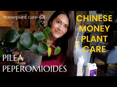 Pilea Peperomioides Care (Chinese Money Plant)- Water, Light, Repot, Propagation Houseplant Care 101