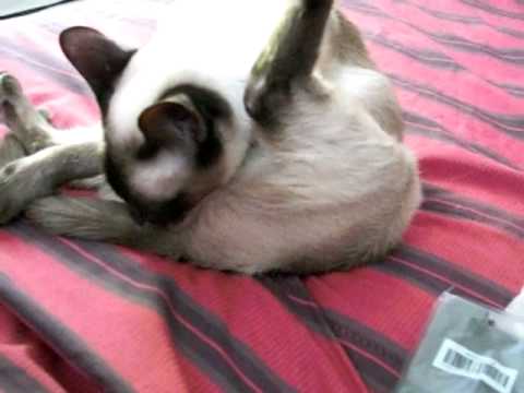 CAT LICKING BUTT!!!!!!!! - YouTube