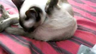 [問卦] 欸不是阿...貓很髒吧