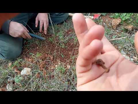 Defineciler Tarihi Bölgede Bulmaya Başladı !!!