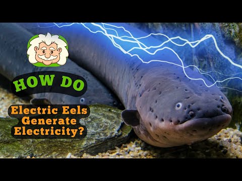 How Do Electric Eels Generate Electricity?