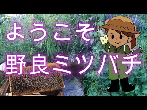 経済学科 晴蜂雨読⑭／ようこそ、野良ミツバチ (10月、その3)／山崎亮一／東京農工大学名誉教授／字幕付き／Wellcome, stray bees.／Bienvenue, abeilles errantes.
