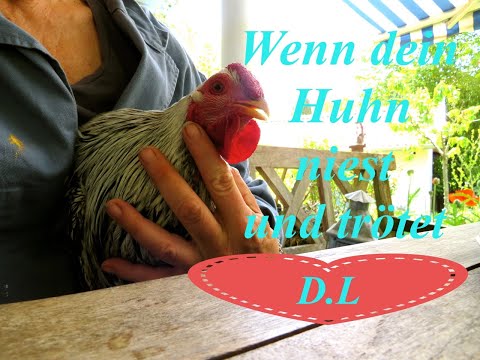 , title : 'Wenn dein Huhn niest und trötet.Niesen und Kropfverstopfung Symptome.'