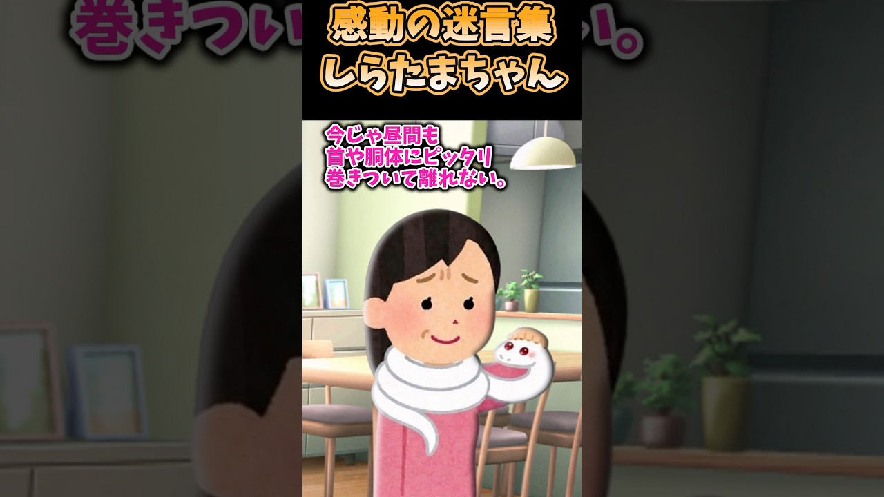 感動の迷言集 しらたまちゃん #感動