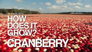 How Does It Grow? Cranberries