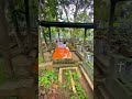 Makam Suzanna Artis Legendaris Di Giriloyo Magelang Jawa Tengah