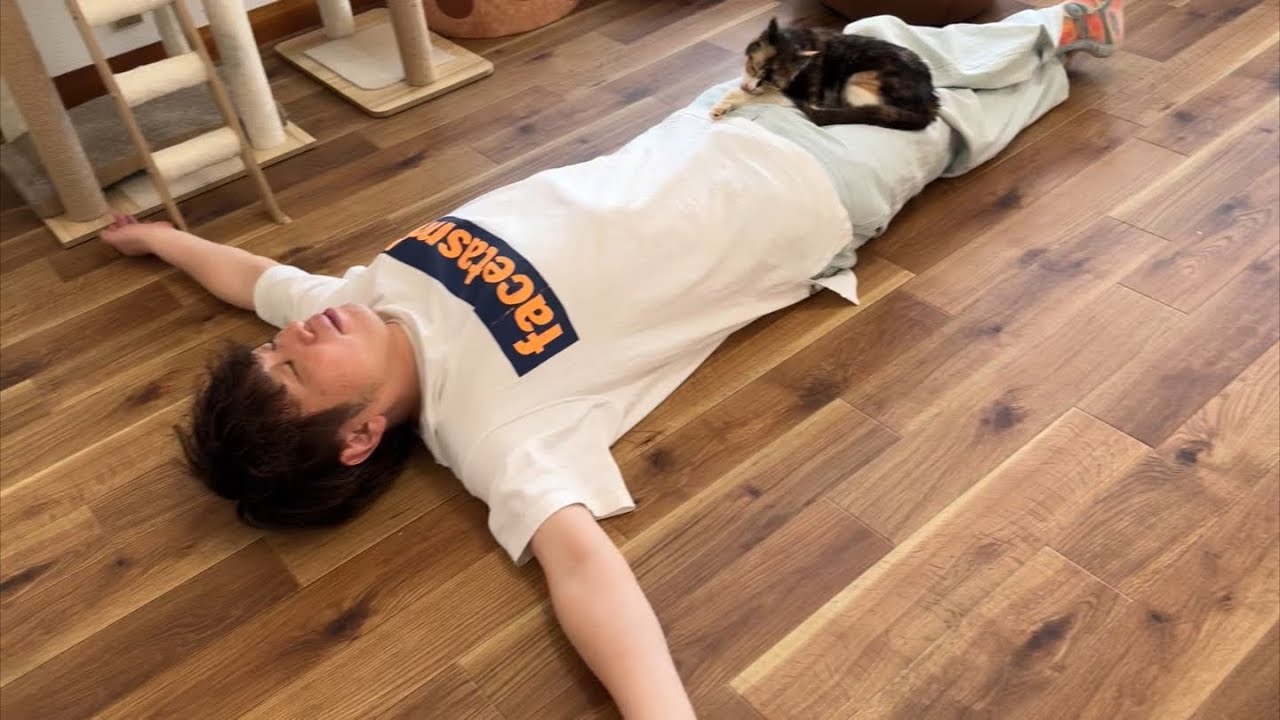 根に持つ男を慰めてくれる三毛猫