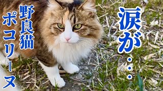 餌やりさんに遭遇しました！ぽこまるの子供⁉︎ポコリーヌ【元野良猫まるとら&ぽこまる】