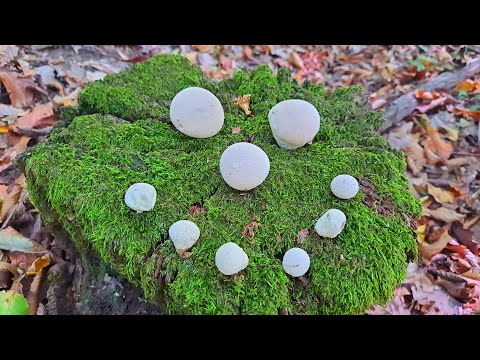 GLJIVE PUHARE - Krenule