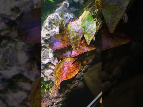 Small Clip of My Favorite Tiger Lotus Plant! 🥰