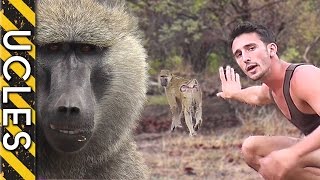 How to approach WILD BABOONS with Andrew Ucles