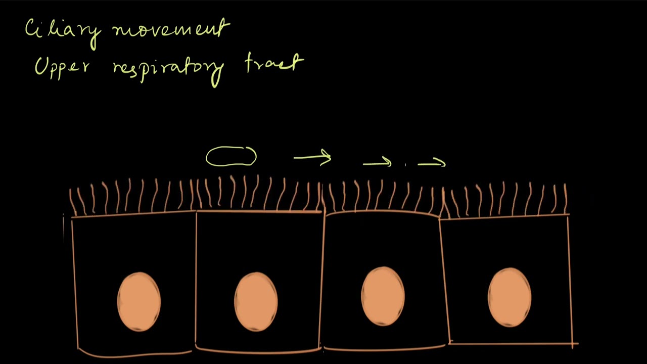 Types of movement | Locomotion and movement | Biology | Khan Academy