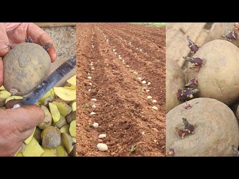 Tradicionalni način sadnje krompira