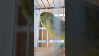 Download lagu Is he a True Spanish Timbrado Original Or What? mp3