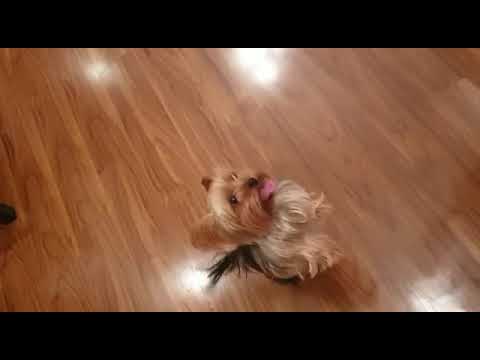 Dancing Yorkie dog Nahla with Bollywood hits
