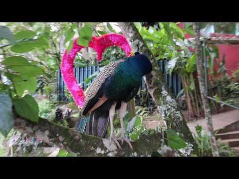 LYNELL'S PRE-DEBUT PHOTOSHOOT VIDEO 5/13