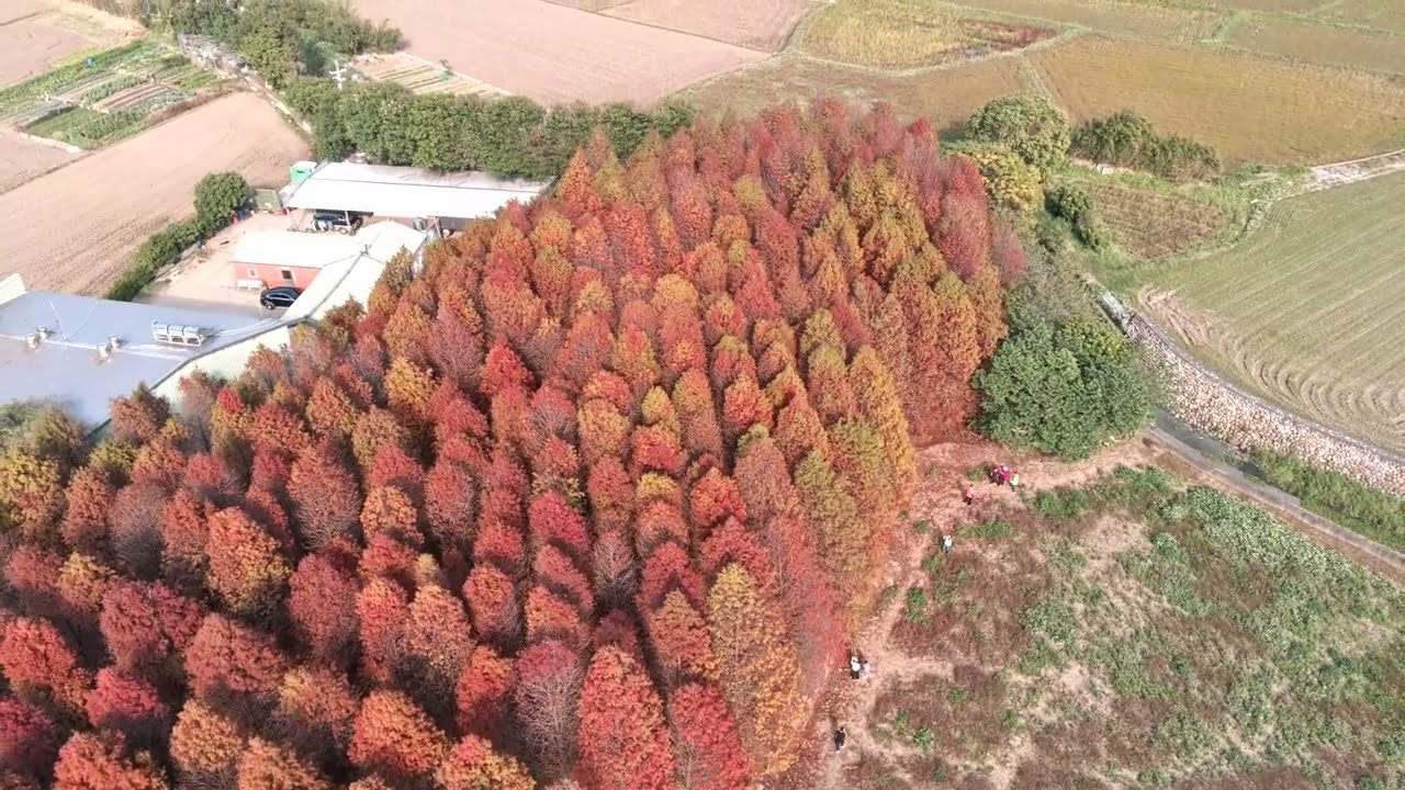 踩住落羽松的尾巴， #空拍落羽松 #大溪南興落羽松