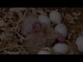3 Baby Cockatiels
