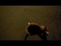 Orange White Tabby Kitten Cat Playing And Chasing Laser Light