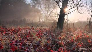 Petr Adamec Accords