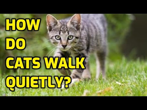 How Do Cats Walk So Silently?