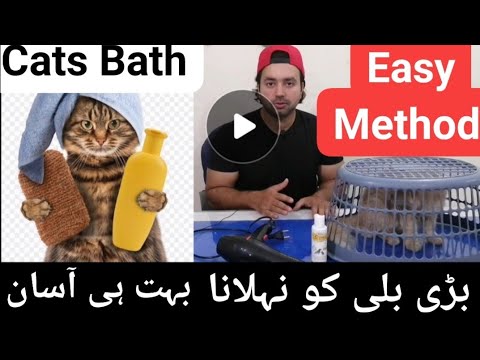 Best and Easy way to bath a persian cat / Handle aggressive and big cats during bath/Urdu /Hindi