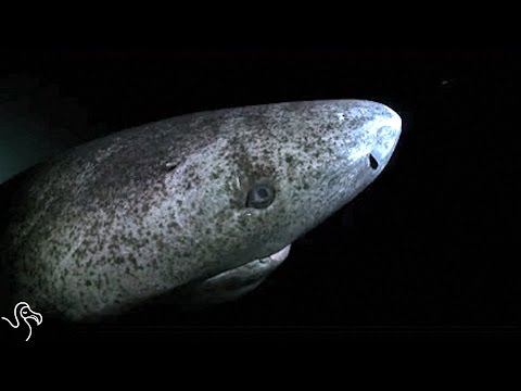 Meet The Animal Who Lives To Be 400 Years Old