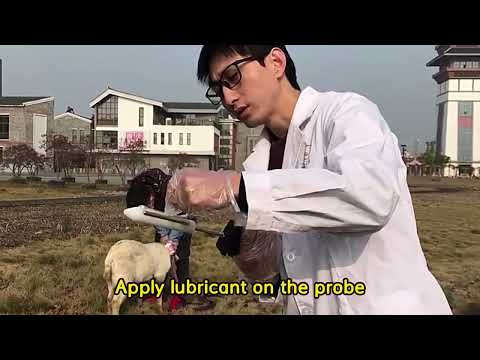 How to use a handheld electric semen collector to allow animals to reproduce scientifically!