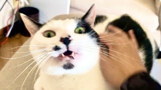 帰宅したら猫がいるってこんな感じ