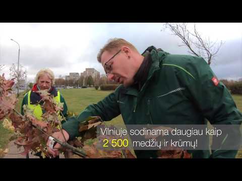 Vilniuje sodinama daugiau kaip 2 500 medžių ir krūmų