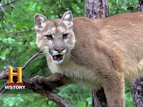 Alone: Wet, Cold Vancouver Island | History