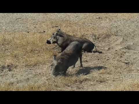 Djuma: Warthogs and Nyalas - 12:14 - 07/11/19
