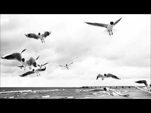 Dandara   Pororoca feat  Anissa Damali Mollono Bass Remix