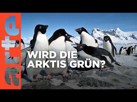 Grünes Eis - Das Wunder der Arktis | Doku HD | ARTE