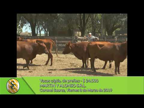 08-03-19 - Venta de Vientres - Martin y Alonso S.R.L. - Cnel  Suarez