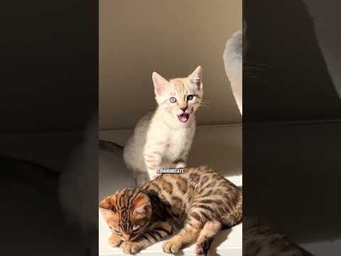 Purr-fectly Explained: Why Cats Purr 😺