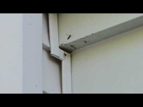 Yellow Jackets Stinging Tenants  in East Windsor, NJ