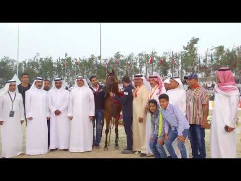 N.53 NADIRAH AL RASHEDIAH - GOLD - Junior Fillies