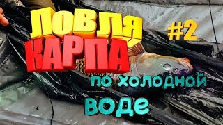 Как ловить карпа в начале лета и на что